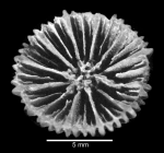 Alveolocyathus nordenskjoeldi, holotype