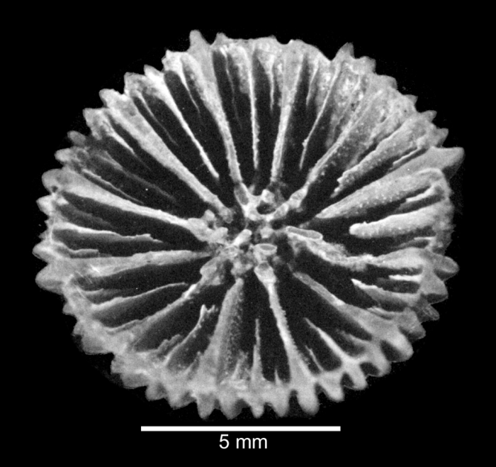 Alveolocyathus nordenskjoeldi, holotype Alveolocyathus nordenskjoeldi, holotype