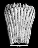 Lateral view of corallum