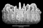 Lateral view of corallum