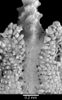 view of granular costae alternating with a septum