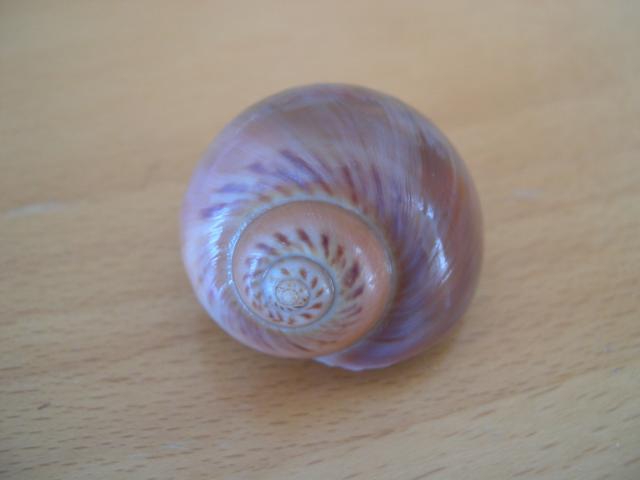 gewone tepelhoorn (Euspira catena) gewone tepelhoorn (Euspira catena)