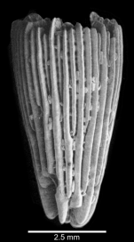 Lateral view of corallum