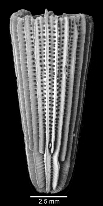 Lateral view of corallum