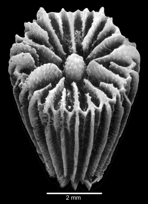 Calicular view of corallum Calicular view of corallum