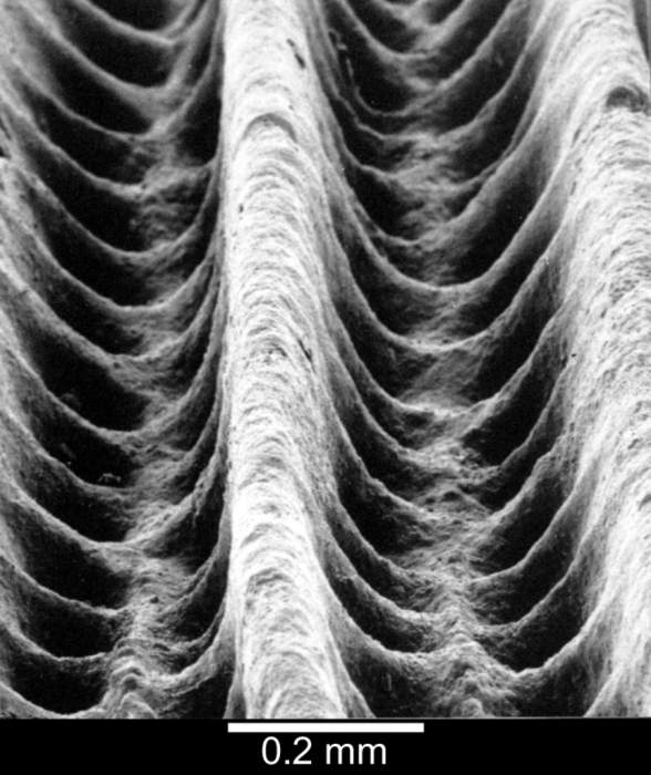 Oblique view of pitted theca Oblique view of pitted theca