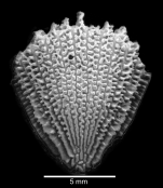 Lateral view of corallum