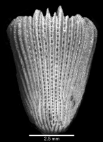 Lateral view of corallum