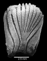 Anthozoa