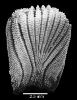 Lateral view of corallum