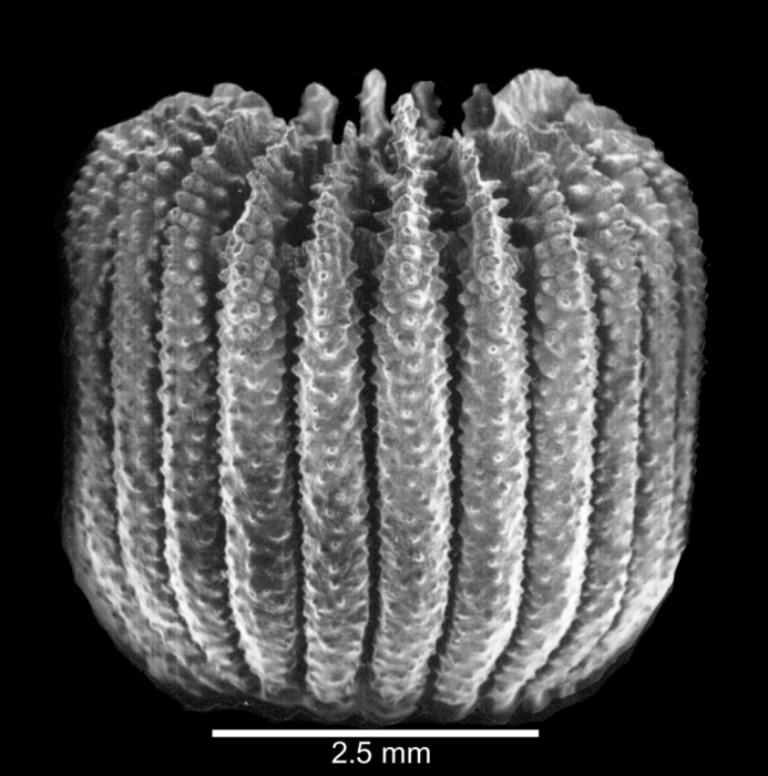 Lateral view of corallum Lateral view of corallum