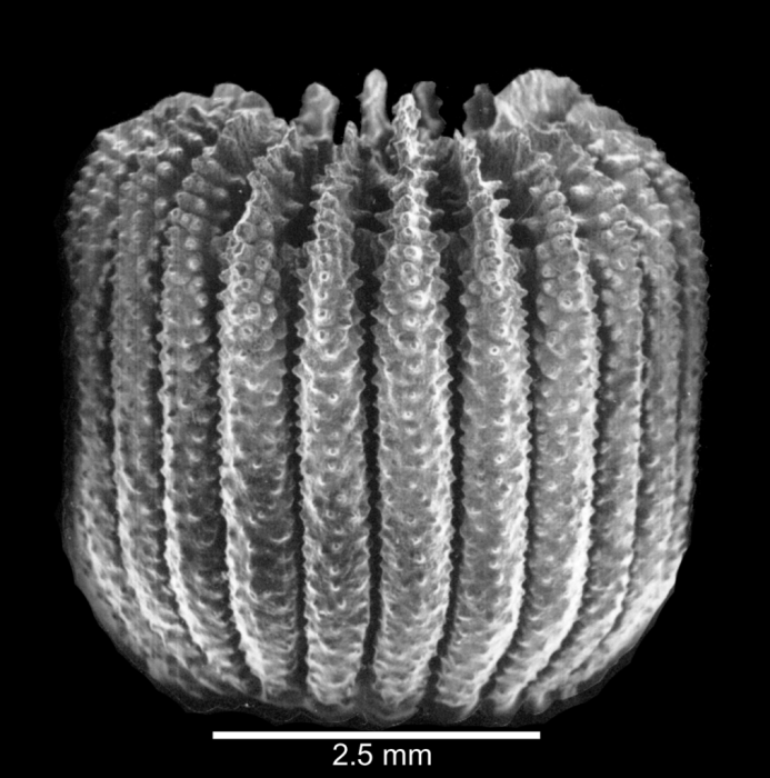 Lateral view of corallum