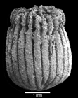 view of corallum displaying incipient transverse division