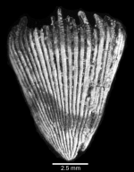 Lateral view of corallum