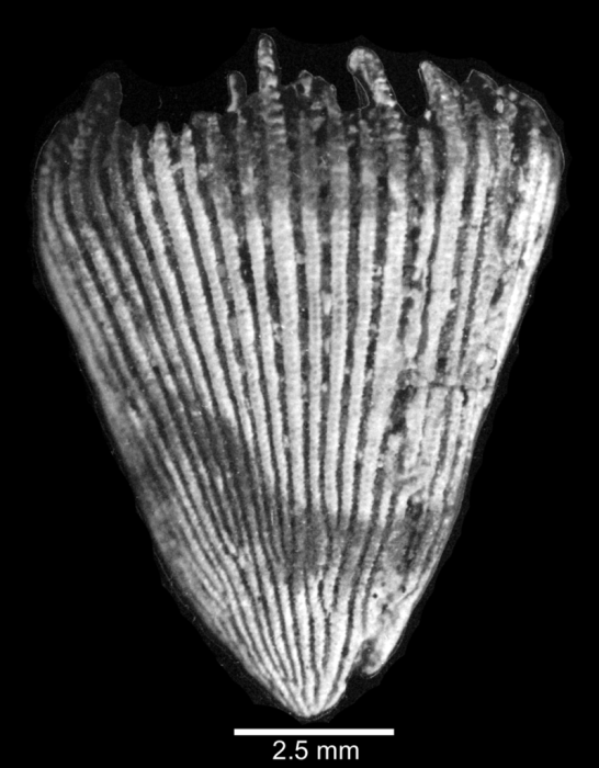 Lateral view of corallum Lateral view of corallum