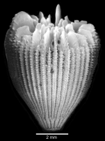 Lateral view of corallum