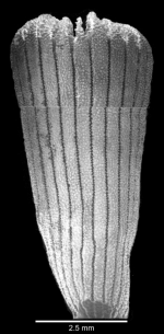 Lateral view of corallum