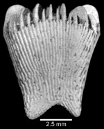 Lateral view of corallum