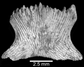 Lateral view of corallum with fishtail morphology