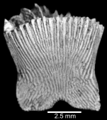 Lateral view of unequal-sized costae and intercostae