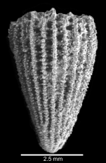 Lateral view of corallum