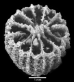 Anthozoa