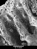 View of longitudinal fracture through theca revealing three broken intercostal lamellae