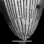 View of costal trifurcation