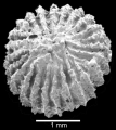 Anthozoa