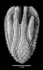 Lateral view of corallum