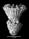 Lateral view of anthocaulus encrusted with bryozoan