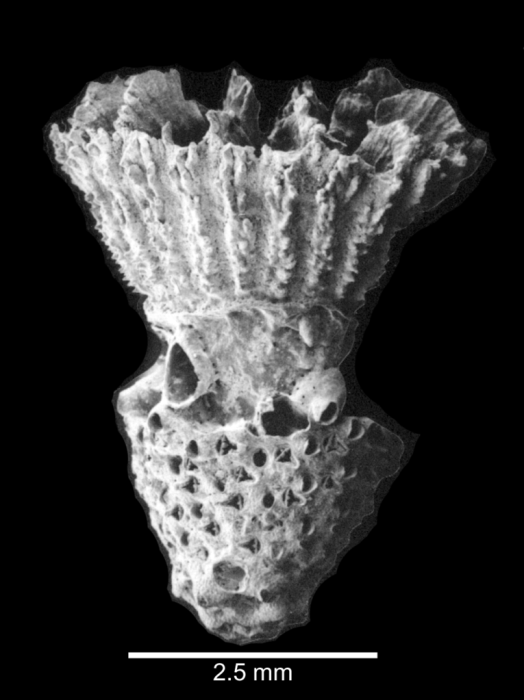 Lateral view of anthocaulus encrusted with bryozoan