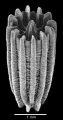 Anthozoa