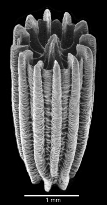 Lateral view of corallum Lateral view of corallum