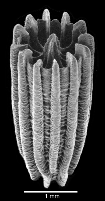 Lateral view of corallum