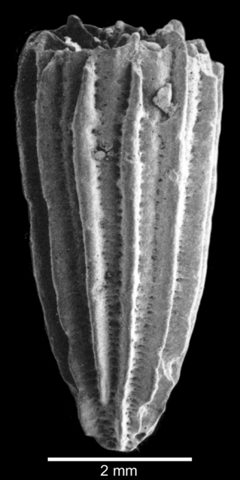 Lateral view of corallum