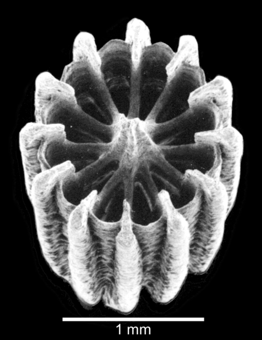Calicular view of corallum Calicular view of corallum