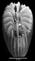 Anthozoa