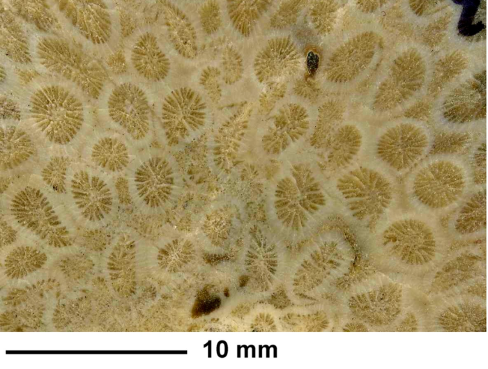 Reussicoenia edwardsi (Reuss, 1854), holotype, polished surface