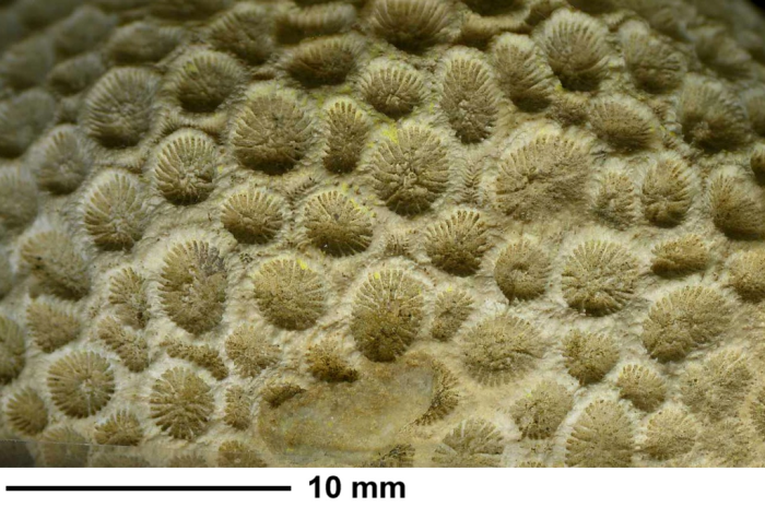 Reussicoenia edwardsi (Reuss, 1854), holotype, upper surface