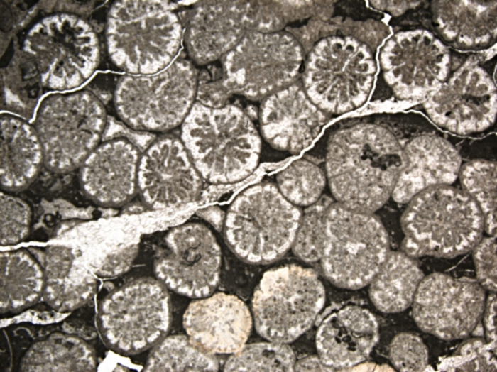 Carolastraea fraji holotype