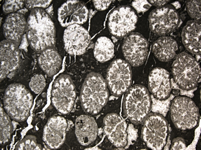 Carolastraea fraji, holotype