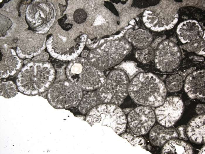 Carolastraea fraji, holotype