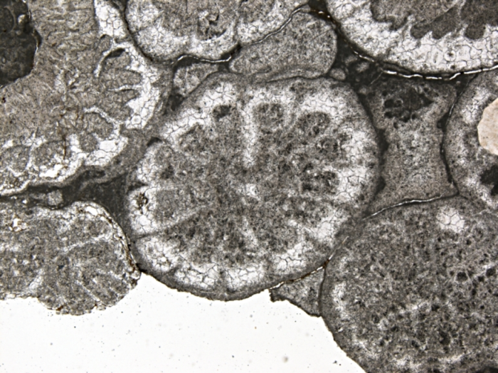 Carolastraea fraji, holotype