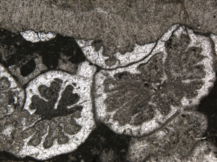 Carolastraea fraji, holotype