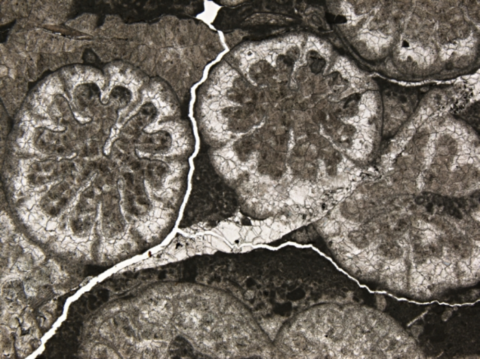 Carolastraea fraji, holotype