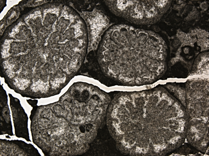 Carolastraea fraji, holotype