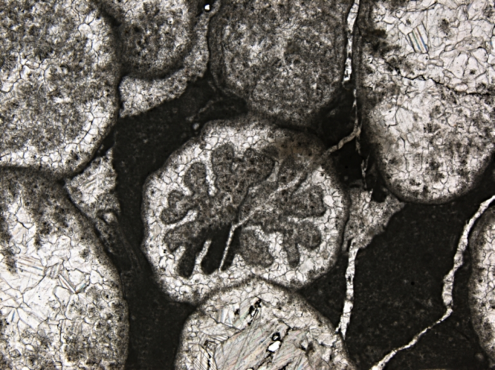 Carolastraea fraji, holotype