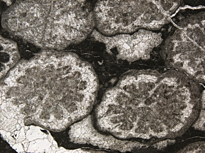 Carolastraea fraji, holotype