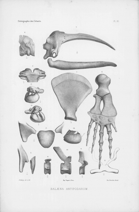 Van Beneden & Gervais (1880, pl. 03) Van Beneden & Gervais (1880, pl. 03)